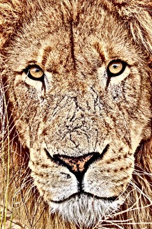 Male Lion Face thula art 1